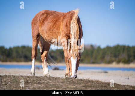 Estnisches einheimisches Pferd (estnisches Klepper), das auf der Küstenwiese steht. Frühling auf der Insel. Rotes roan-Pferd mit weißem Feuer, das auf dem san steht Stockfoto