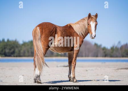 Estnisches einheimisches Pferd (estnisches Klepper), das auf der Küstenwiese steht. Frühling auf der Insel. Rotes roan-Pferd mit weißem Feuer, das auf dem san steht Stockfoto