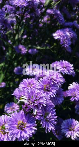 Im Garten blühen violette Chrysanthemen Stockfoto