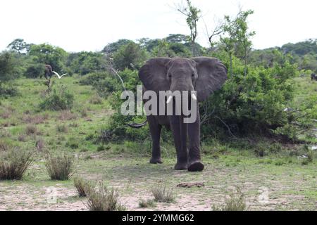 Afrikanische Elefanten am Nile River bei Safari im Murchison Falls National Park, Uganda Stockfoto