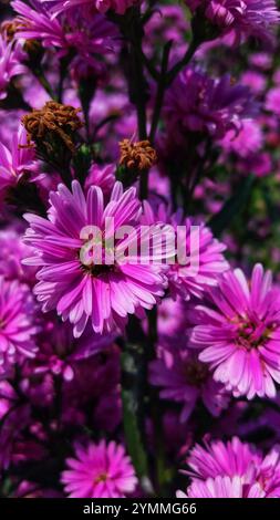 Im Garten blühen violette Chrysanthemen Stockfoto