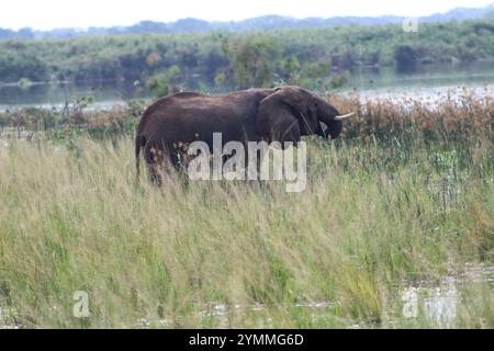 Afrikanische Elefanten am Nile River bei Safari im Murchison Falls National Park, Uganda Stockfoto