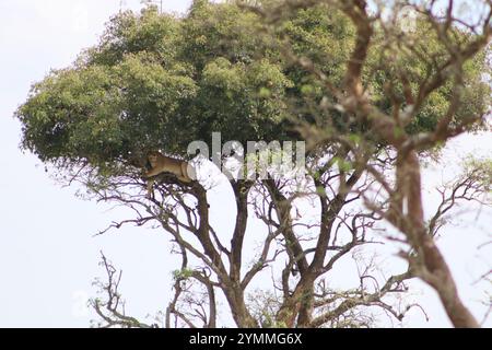Afrikanische Löwen klettern in einem Baum im Murchison Falls National Park, Uganda Stockfoto
