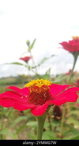 Rote Zinnia elegans Blume im Garten Stockfoto