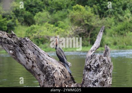 Goliath Reiher Vogel auf Bootssafari am Nil in gesehen. Murchison Falls National Park, Uganda Stockfoto