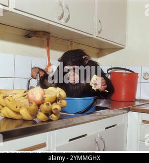 In der Küche 1971. Ein Schimpanse sitzt in einem Eimer mit Wasser in der Küchenspüle und spielt mit dem Wasser, das aus dem Wasserhahn fließt. 1971. Cyrus Ref. DV23 Stockfoto