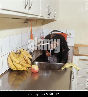 In der Küche 1971. Ein Schimpanse sitzt im Spülbecken und spielt mit dem Wasser, das aus dem Wasserhahn fließt. 1971. Cyrus Ref. DV23 Stockfoto