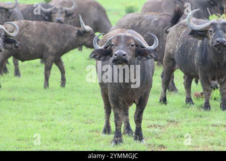 Afrikanischer Wasserbüffel im Murchison Falls National Park, Uganda Stockfoto