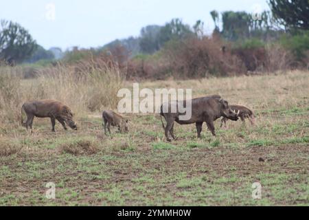 Warzenschwein in der natürlichen Habitaternährung Stockfoto
