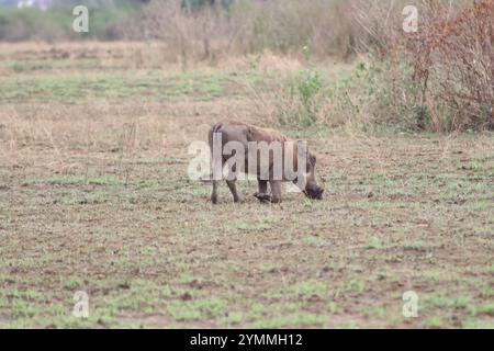 Warzenschwein in der natürlichen Habitaternährung Stockfoto