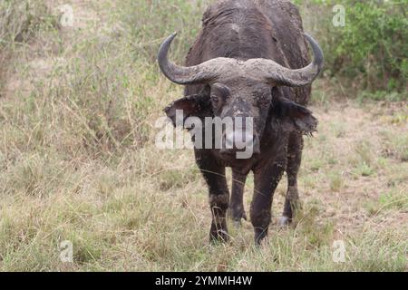 Afrikanischer Wasserbüffel im Murchison Falls National Park, Uganda Stockfoto
