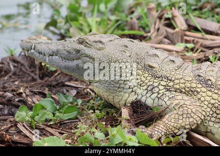 Nil-Krokodil am Kazinga-Kanal Stockfoto