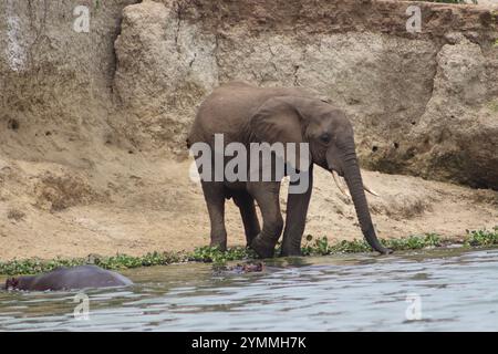 Wild Elephant Drinks am Flussufer - Kazinga Channel Stockfoto