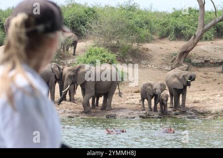 Safari Tourist beobachten Elefanten Trinkwasser am Kazinga Channel, Uganda Stockfoto