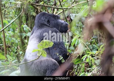 Wilder Gorilla Silverback im Bwindi Unpenettable Regenwald Uganda Stockfoto