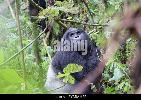 Wilder Gorilla Silverback im Bwindi Unpenettable Regenwald Uganda Stockfoto