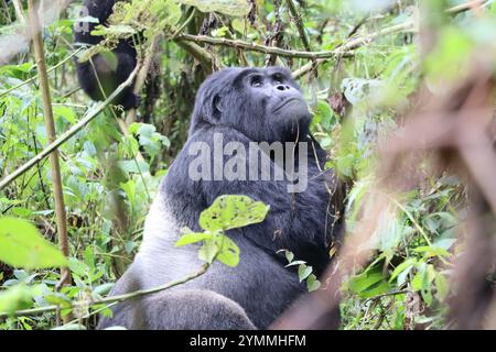 Wilder Gorilla Silverback im Bwindi Unpenettable Regenwald Uganda Stockfoto