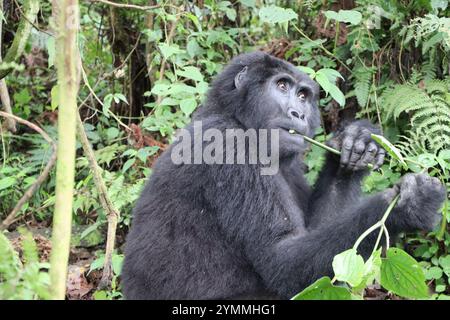 Erwachsene Gorilla in Bwindi Uganda Stockfoto