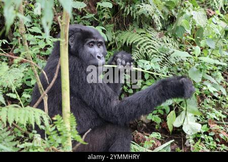 Erwachsene Gorilla in Bwindi Uganda Stockfoto