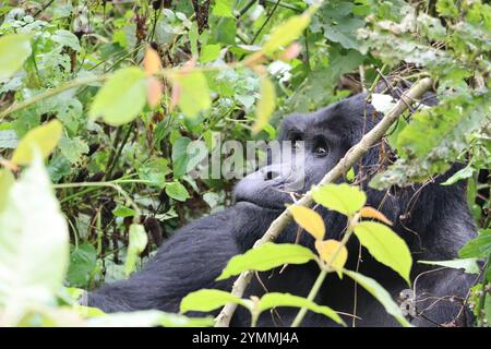 Erwachsene Gorilla in Bwindi Uganda Stockfoto