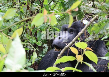 Erwachsene Gorilla in Bwindi Uganda Stockfoto