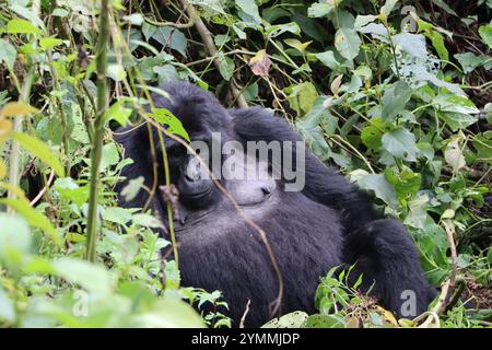 Wilder Gorilla Silverback im Bwindi Unpenettable Regenwald Uganda Stockfoto