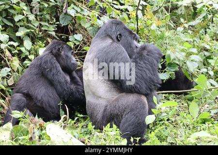 Wilder Gorilla Silverback im Bwindi Unpenettable Regenwald Uganda Stockfoto