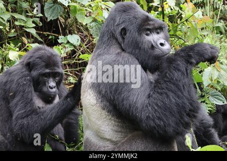 Berggorilla Silverback und weibliche Erwachsene in freier Natur - Bwindi Unpenetrable Forest. Stockfoto