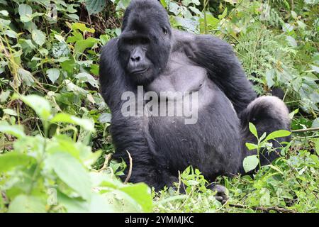 Berggorilla Silberrücken Gwigi aus der Familie Kahungye sitzt im Regenwald Bwindi Inpenetrable Forest in uganda Stockfoto