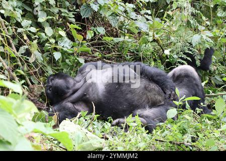 Gorilla Silverback in wilder Natur, der auf dem Rücken im Dschungel liegt Stockfoto