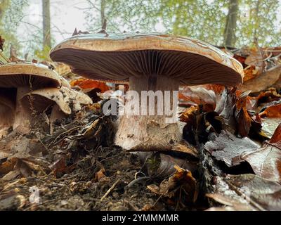 Die Familie Cortinariaceae besteht hauptsächlich aus Giftpilzen. Stockfoto