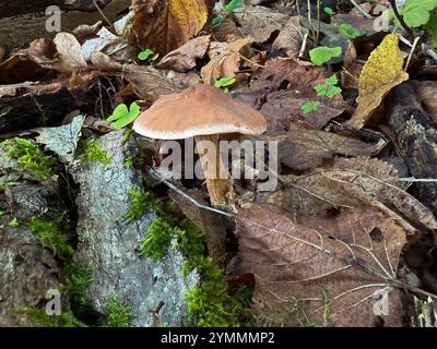 Die Familie Cortinariaceae besteht hauptsächlich aus Giftpilzen. Stockfoto