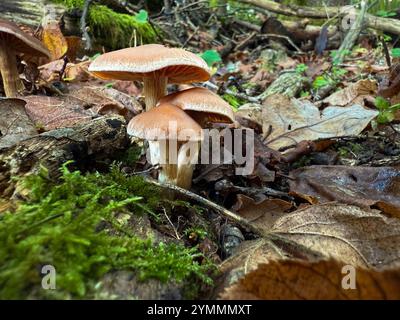 Die Familie Cortinariaceae besteht hauptsächlich aus Giftpilzen. Stockfoto