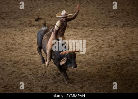 Ein mexikanischer Charro reitet auf einem Stier in einer Charreria in Mexiko-Stadt Stockfoto