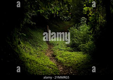 Wanderweg in den Bergen der Sierra Madre im Bundesstaat Chiapas, Mexiko. Stockfoto