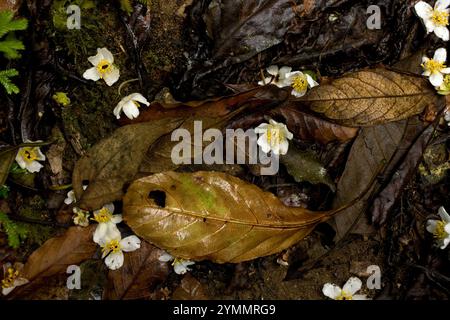 Weiße Blüten bedecken einen Weg über trockenen braunen Blättern. Stockfoto