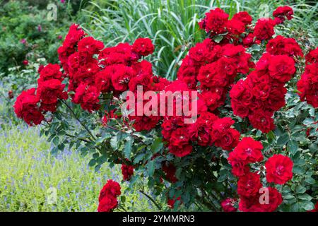 Rote Sträucher Rosenblüten im natürlichen Garten reich Blumen Stockfoto