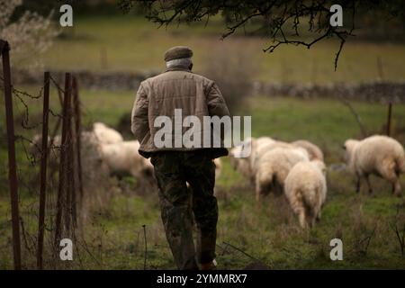 Ein Hirte geht in eine Wiese mit einer Schafherde in Villaluenga del Rosario, in der Sierra de Grazalema National Park, Provinz Cadiz, Andalusien, Spanien Stockfoto