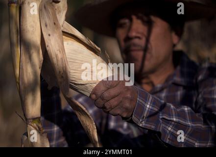 Tomas Villanueva Buendia „Tomaicito“, der sich für den Schutz und die Rettung der ursprünglichen Sorten der Maiswerke seiner Nation in seinem Bauernhof in „Tepetlixpa-Samen“ einsetzt Stockfoto