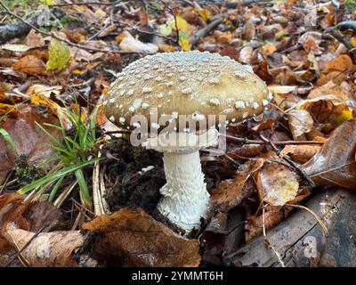 Die Panthermütze, ein tödlicher giftiger Pilz, der im Wald wächst Stockfoto