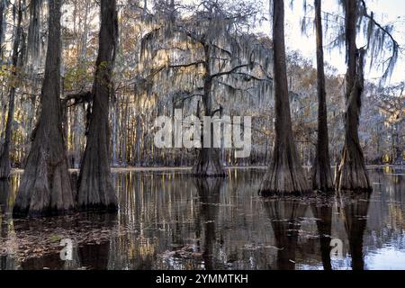 Zypressen im Caddo Lake Stockfoto