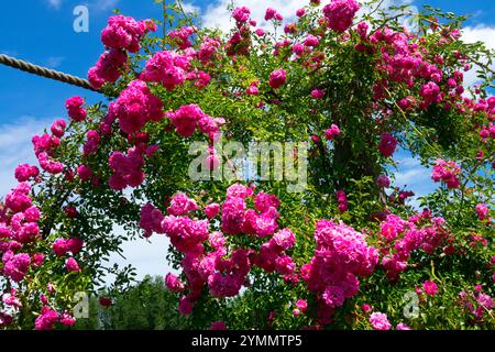 Rosa Rambler Rose Rosa „Dorothy Perkins“ rosa Kletterrosen Stockfoto