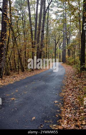 Ein gewundener Pfad durch einen friedlichen Wald zeigt lebhafte Herbstblätter, die auf dem Boden verstreut sind und von hoch aufragenden Bäumen unter einem bewölkten Himmel eingerahmt werden. Stockfoto