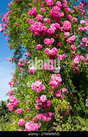 Rosa 'Dorothy Perkins' rosa Kletterer im Garten Stockfoto