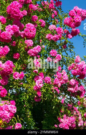 Rosa Rosen in voller Blüte Rosa „Dorothy Perkins“ Rosenkletterer Stockfoto