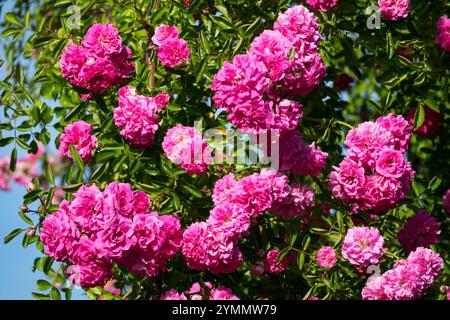 Rosa 'Dorothy Perkins' Rosa Rosenblumen im Juni Stockfoto