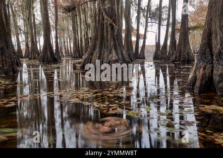 Zypressen und Herbstfarbe am Caddo Lake Stockfoto