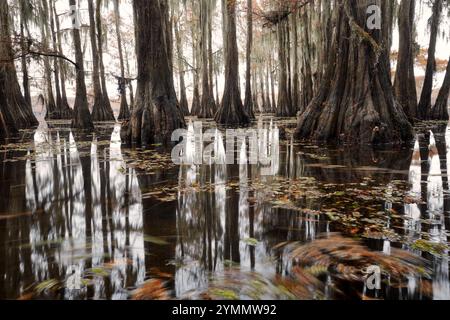 Caddo Lake in Texas ein ruhiger Zypressensumpf zeigt hohe, moosbedeckte Bäume, die inmitten ruhiger Gewässer stehen. Herbstblätter driften an der Oberfläche, Kreatin Stockfoto