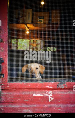 Ein Hund blickt hinter einem Gittergitter in einer rustikalen Tür heraus und zeigt seine Neugier. Das warme Sonnenlicht verstärkt die einladende Atmosphäre im Inneren. Stockfoto