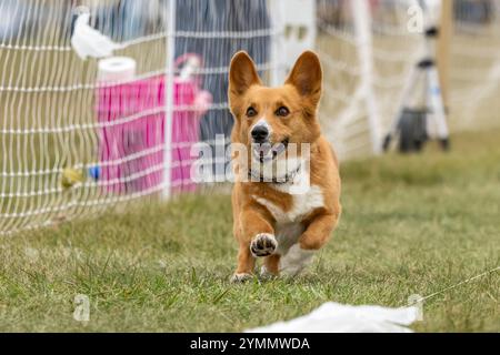 Pembroke Welsh Corgi Lure Course Sprint Dog Sport Stockfoto